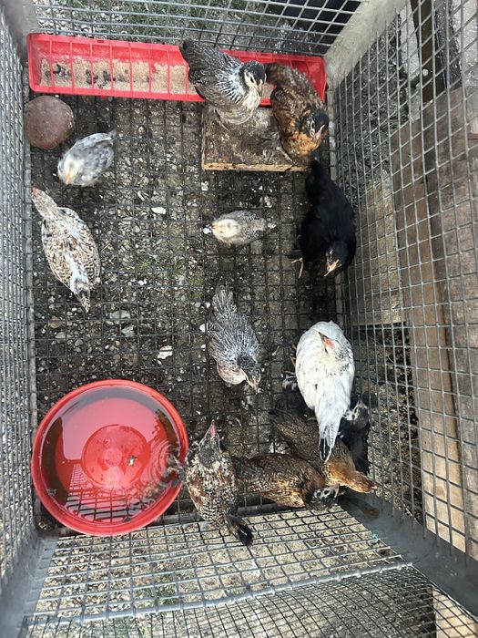 Vand gaini,cocosi/pui (pitici)