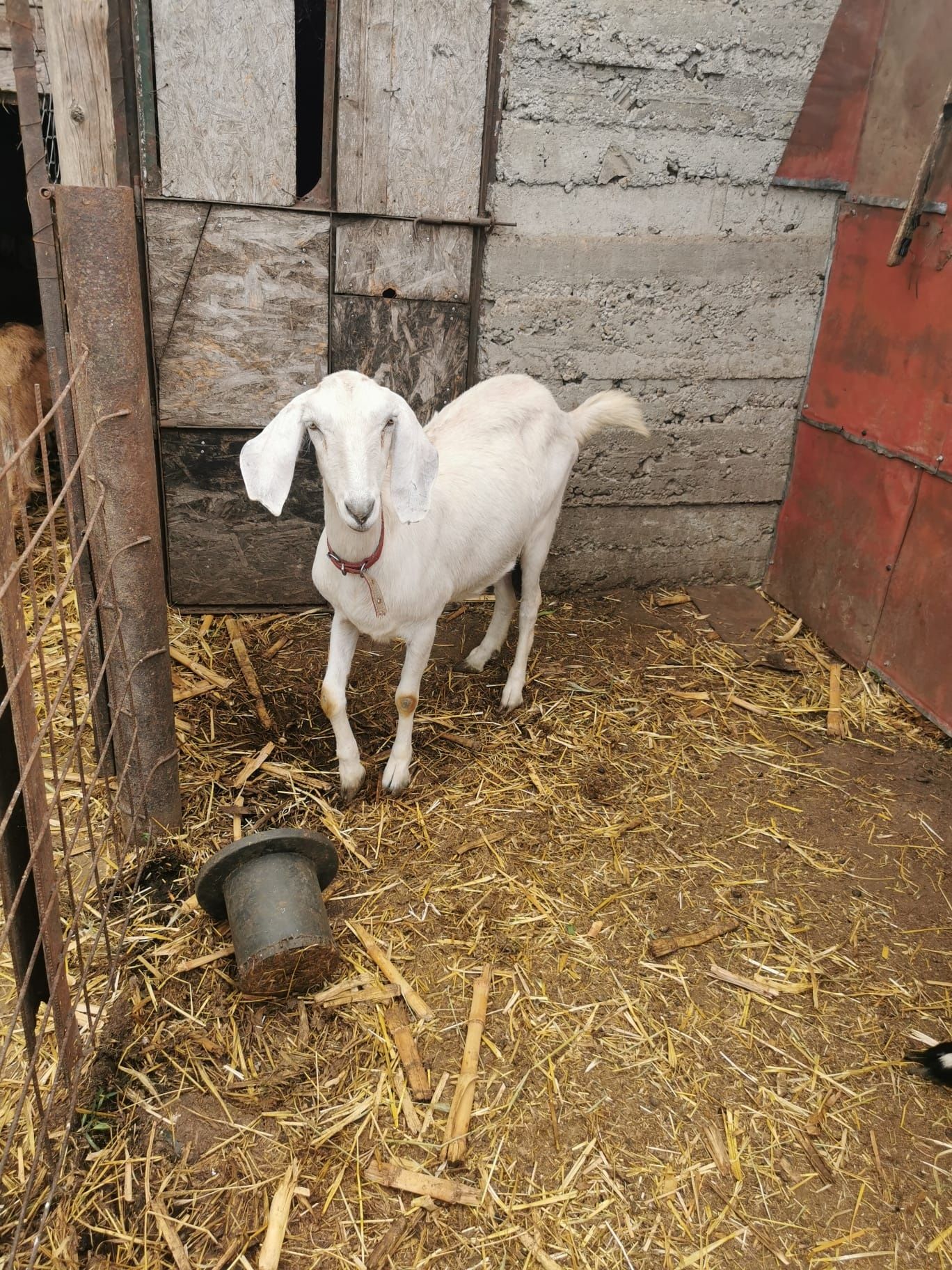 Capre  ieduțe și țapi de vanzare