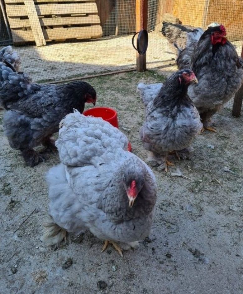 Vând pui brahma 3 săptămâni