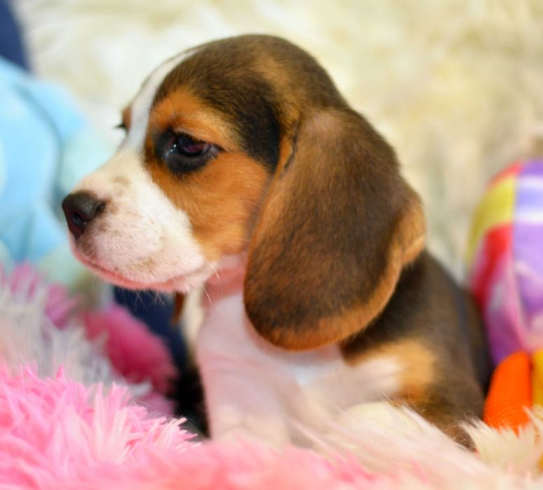 Pui Beagle tricolor din parinti cu pedigree
