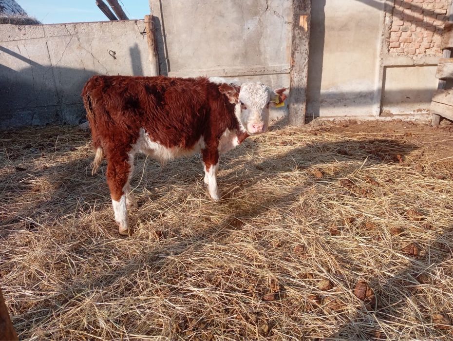 5 бас ерек бұзаулар сатылады