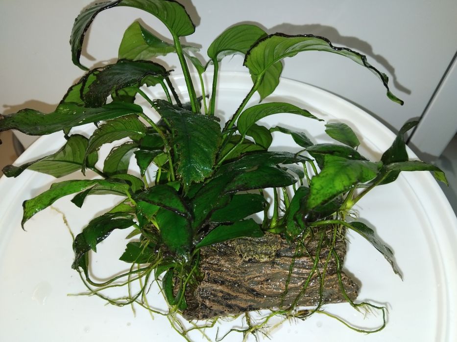 Аквариумни растения