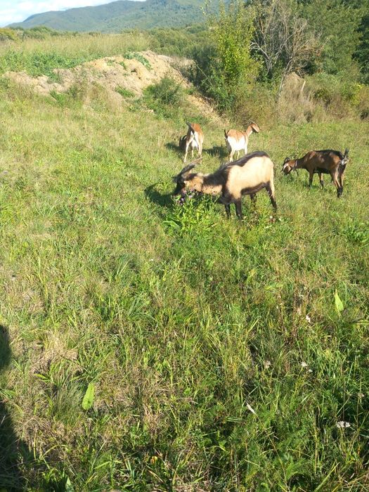 Vind trei capre și un țap.
