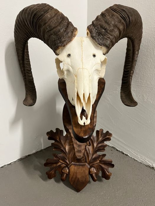 8 бр. трофеи от муфлон