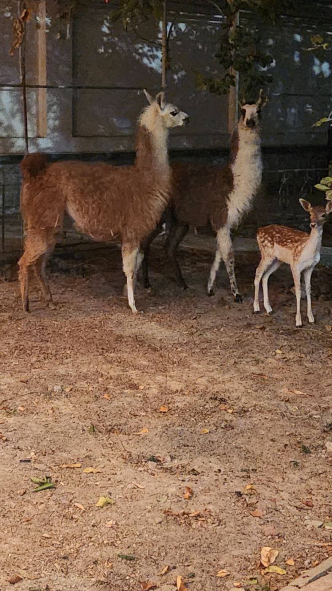 Lama para sotiladi