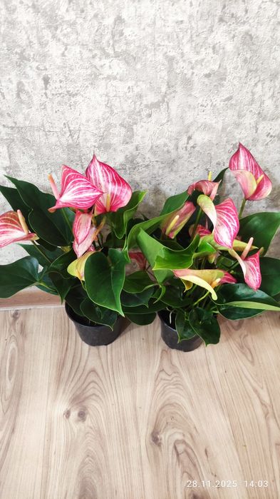 Комнатные растения Алматы