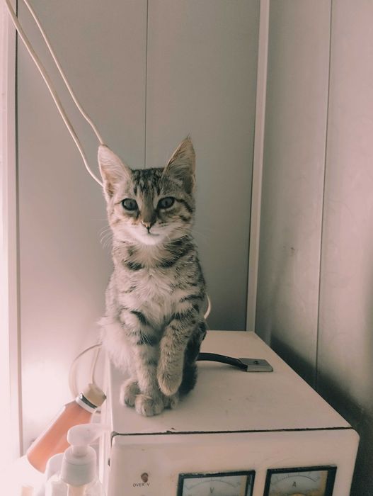 Умный котёнок тигрового окраса в добрые руки
