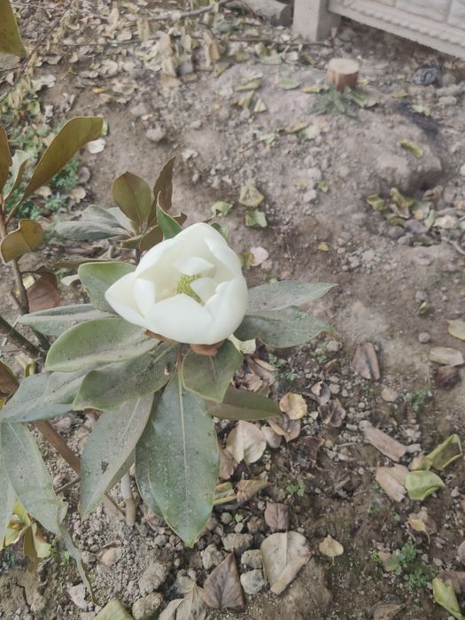 Тозза Италиянскй магнолия сотилади