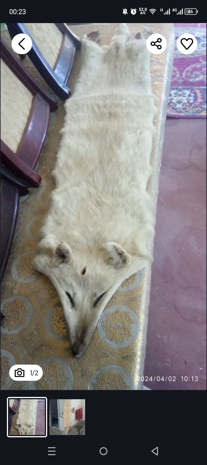 Бурини териси сотилади