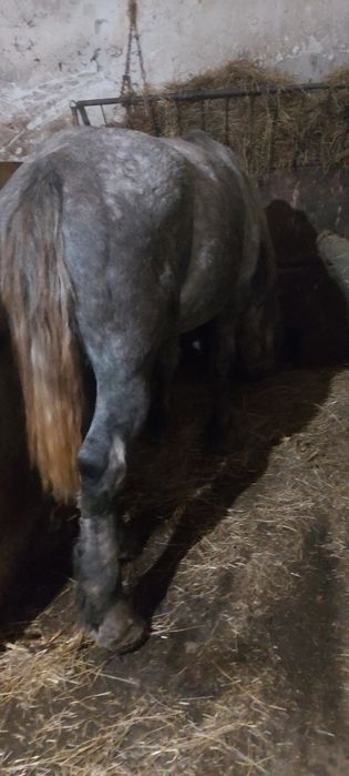 Iapa deresa și armasar