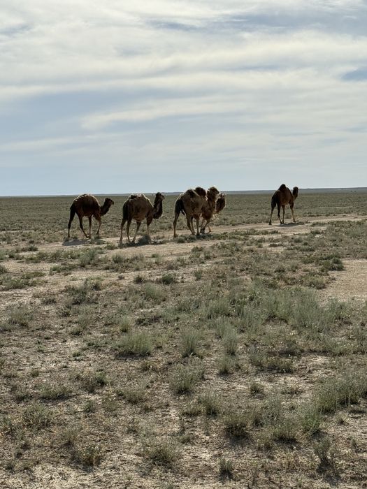 Тайлақты туйе сатылады тайлақтары ұрғашы