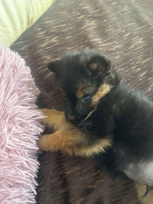 Donez cățel talie mica