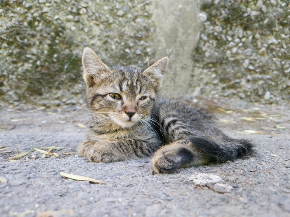 Срочно котёнок,котята,кошка,кот