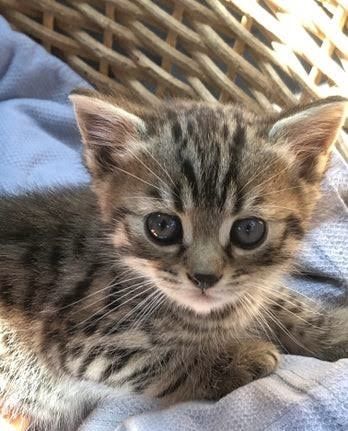Pui american shorthair
