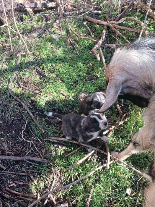 Бордър колита – 60 дни