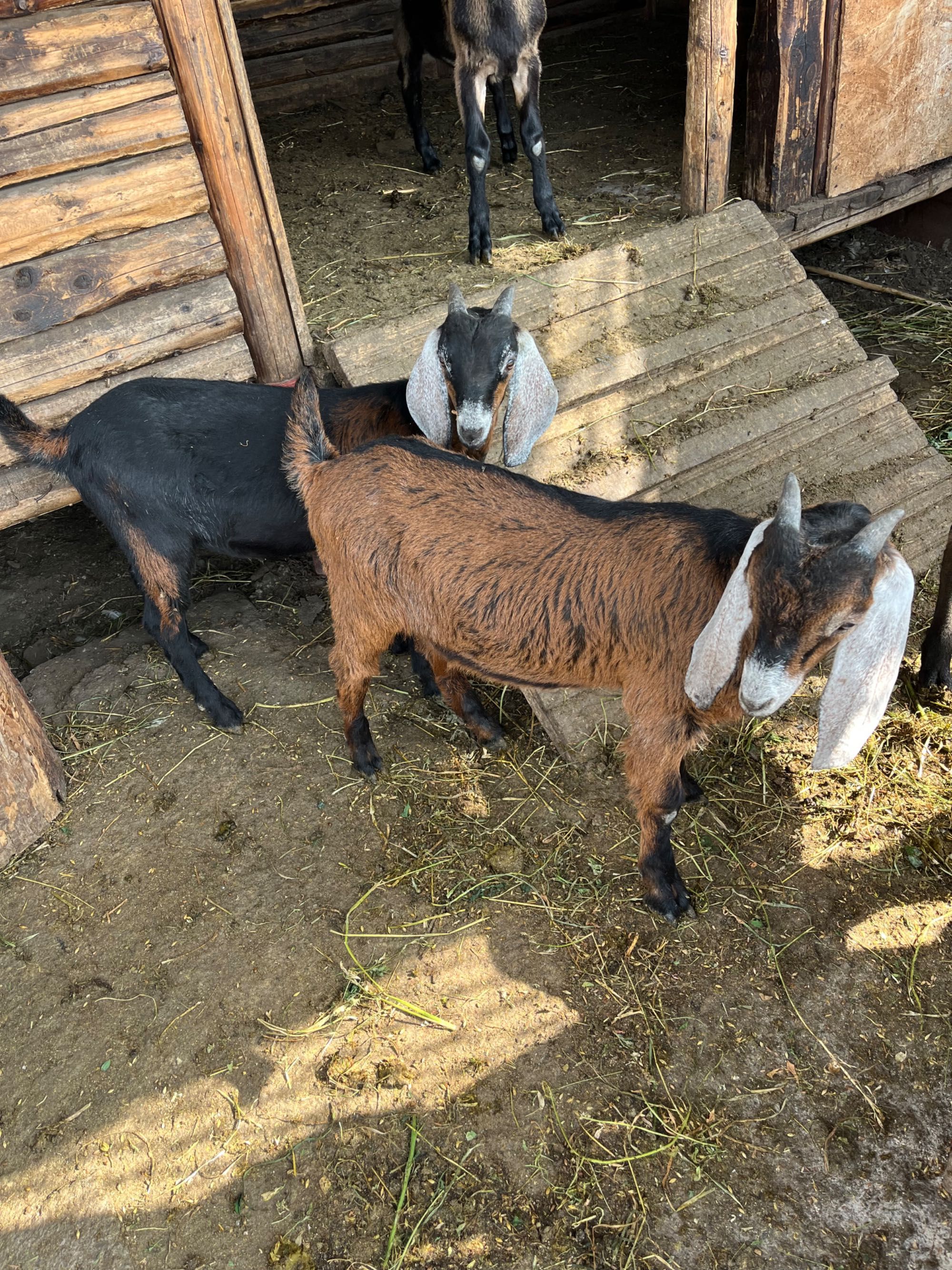 2 țapi francezi alpini (iezi aproximativ 20 kg)