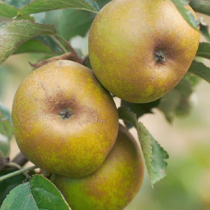 Pomi Fructiferi  deosebiti  mar renet de canada
