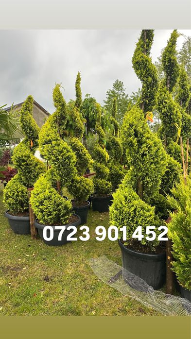 Plante ornamentale dr diferite varietati