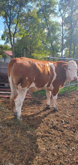 De vanzare trei juninci/vitele