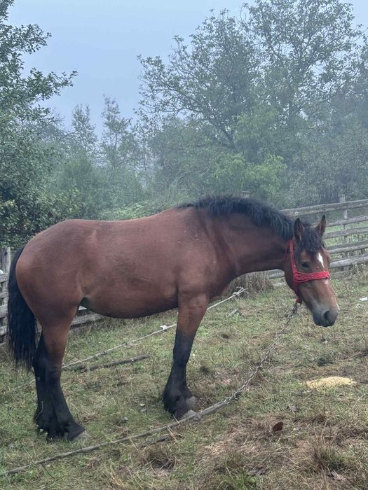 Vând mânză de 2 ani