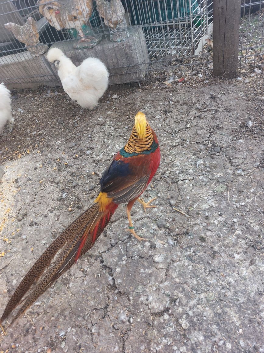 Păsări exotice fazani ,rațe mandarin  gâste fluierătoare