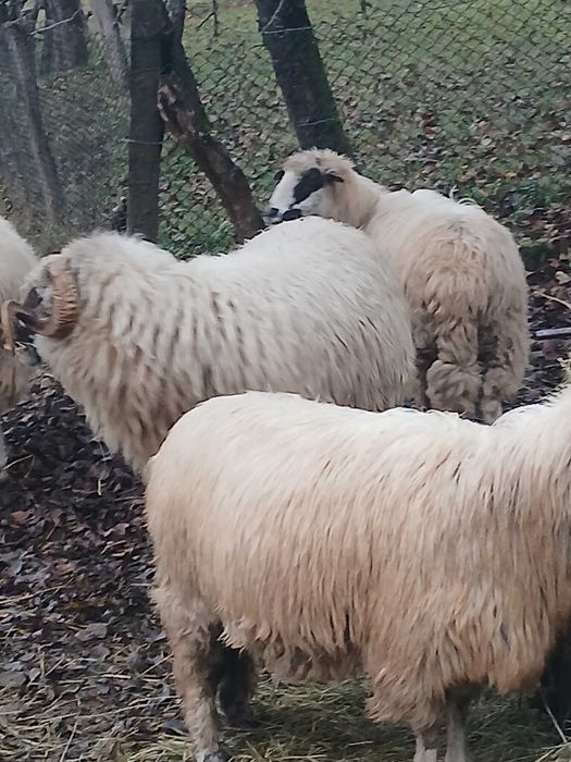 Berbec bucalau de vanzare