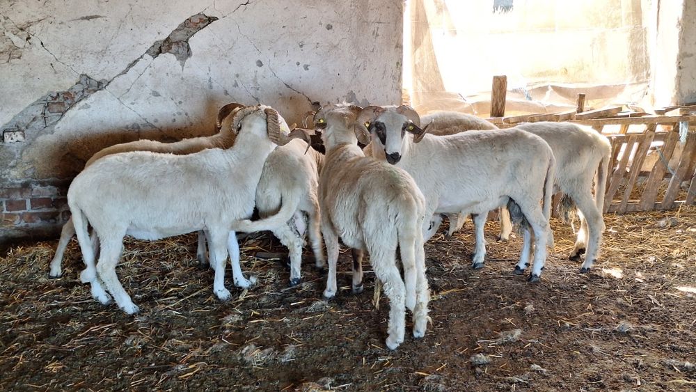 Vând berbecii  cu origine