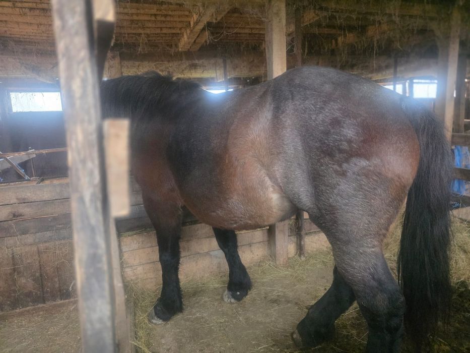 Vând două iepe semigrele