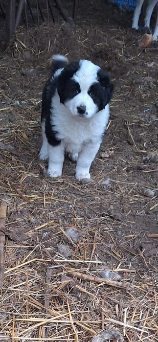 Cățelușa de Bucovina