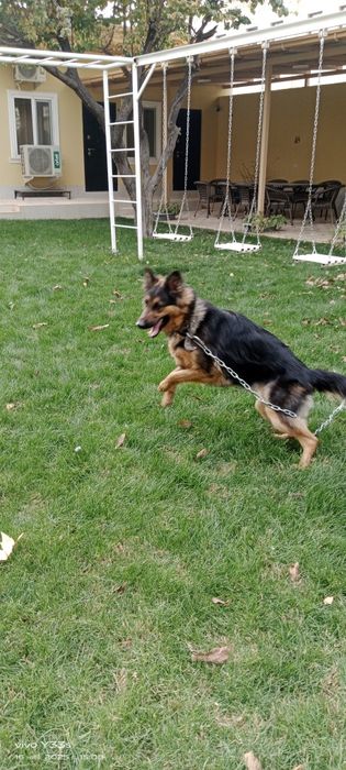 Продаю немецкую овчарку.