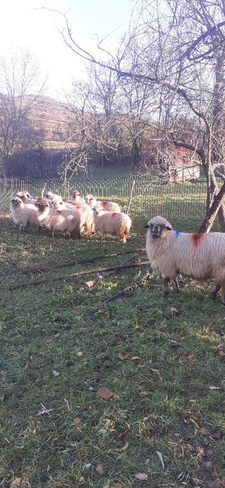 Oi turcane de vanzare