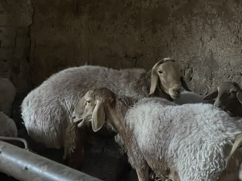 Хисори куйлар оптом сотилади