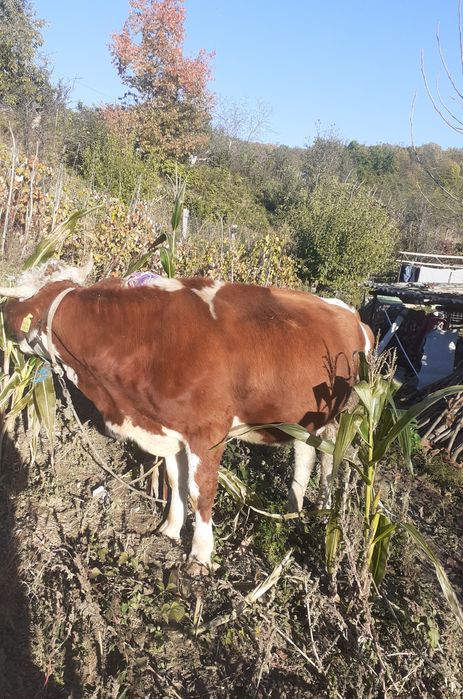 Vând vaca cu vitica