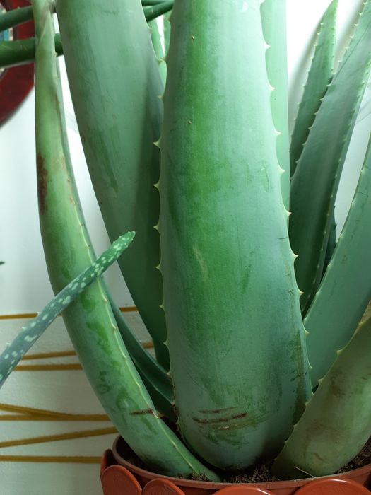 Aloe vera Barbadensis Mille,70 cm înălțime, peste 6 ani, boboc floare