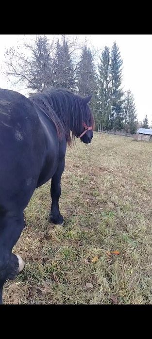 Vând armăsar de 6 ani detalii în privat