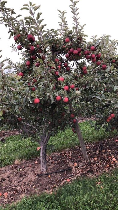 Pomi stravechi glia Stramoseasca