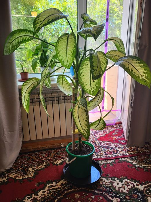 Продам диффенбахию