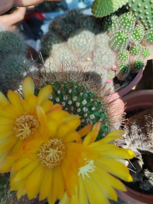 Vand  colectie formata din aprox.80 de cactusi.