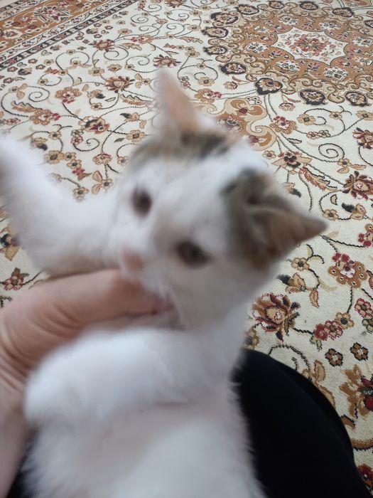 Котёнок.  Девочка.