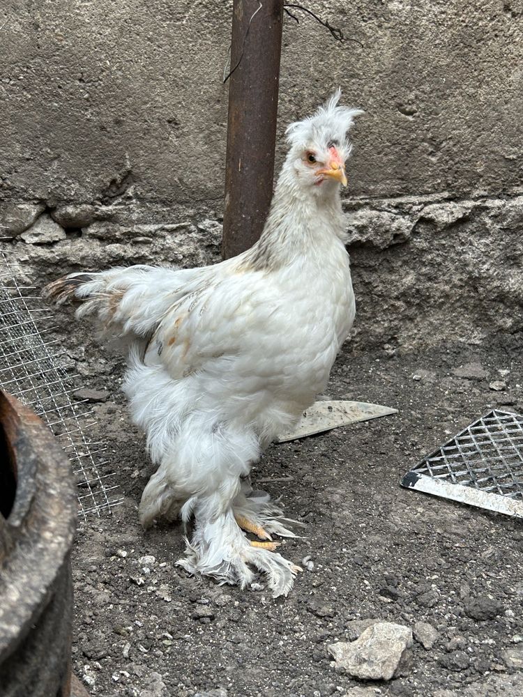 Vand pui moțati