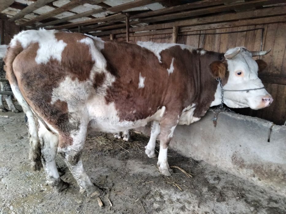 Vacă Bălțată Bomânească+viței Angus