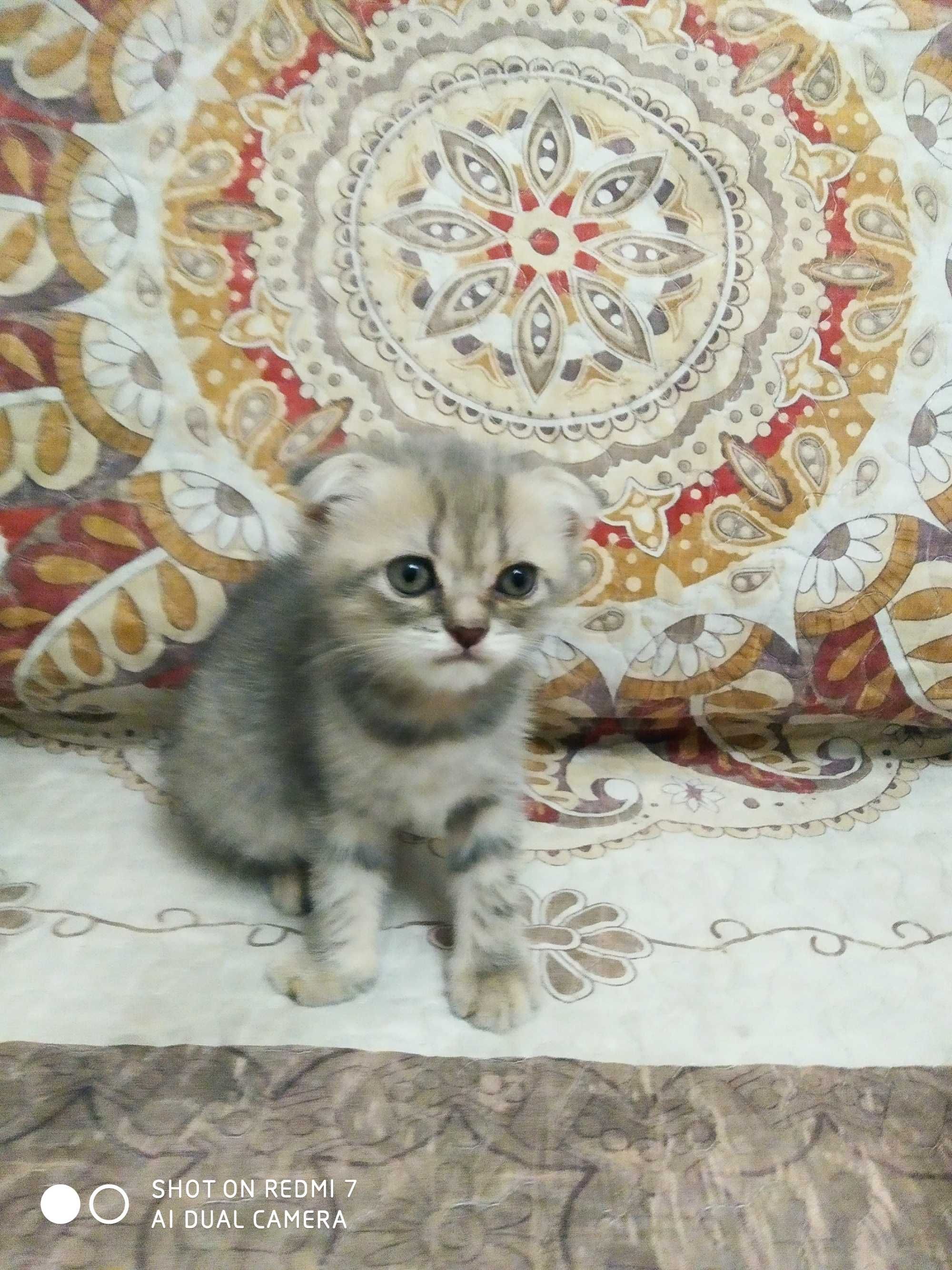 Продам породистых котят