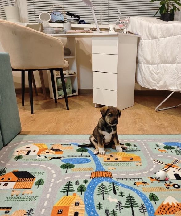 Щенок девочка 1,5 мес