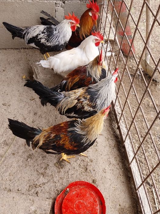 Cocoși italieni de vanzare