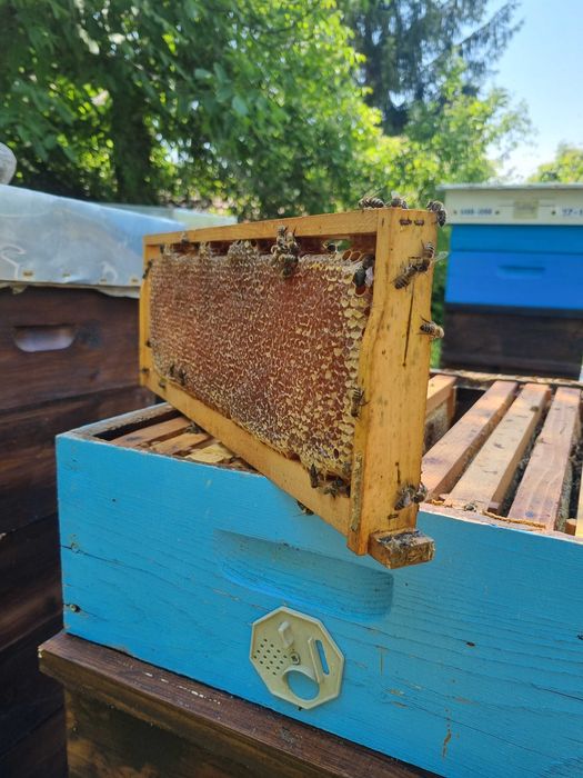 Продажба на пчелен мед