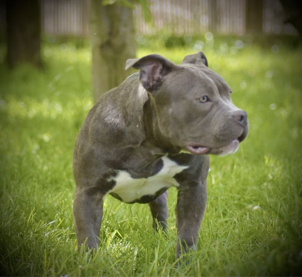 Femela american bully 6 luni ABKC