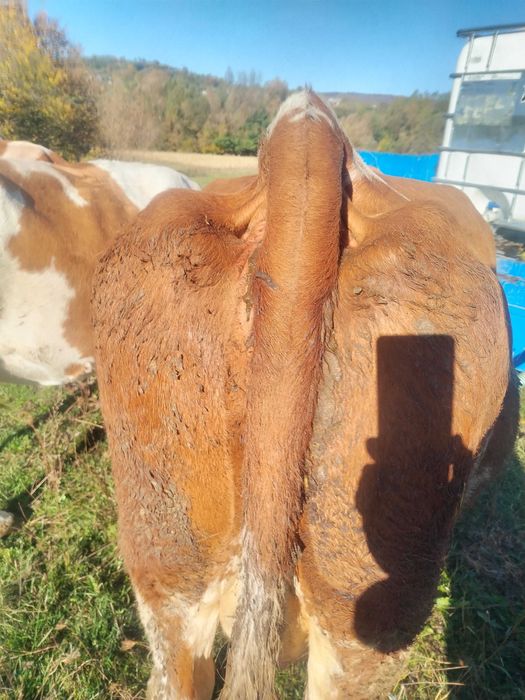 Vând vaca genstanta