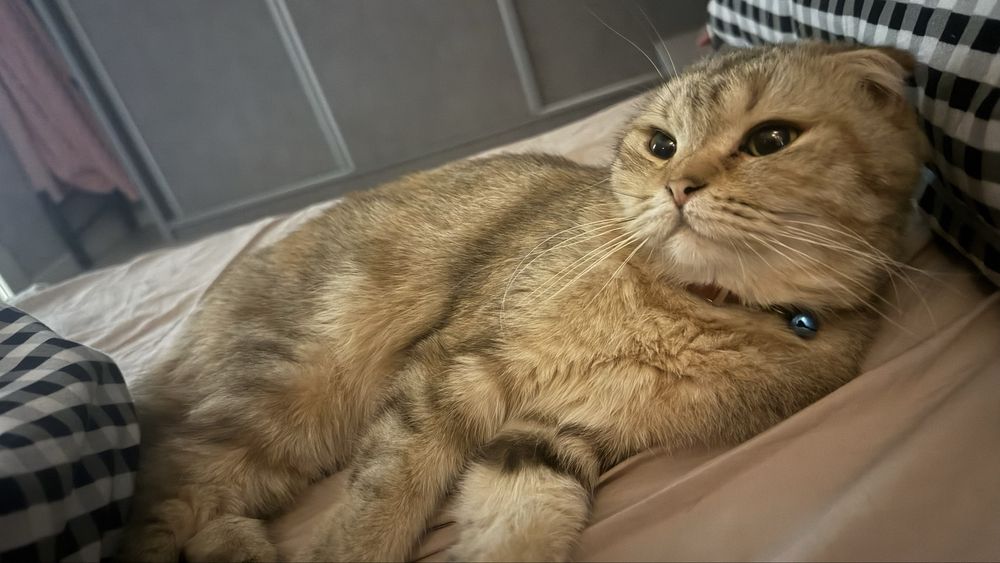 Кошка Золотая шиншилла