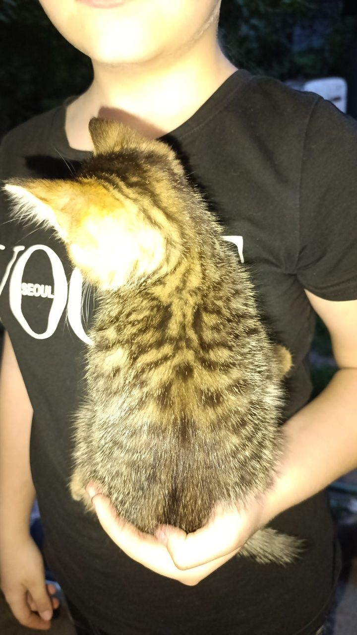 Маленькие котята ищит дом