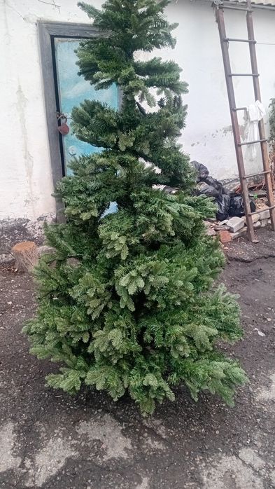 Продам Ёлку, торг есть